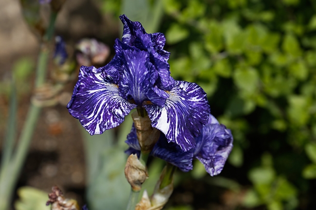 Jardin des Impressionnistes-MAI14-036